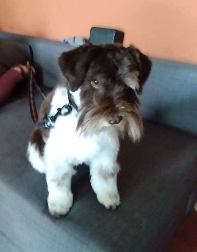 Min Schnauzer Pups -1 parti boy, 1 fe available media 3