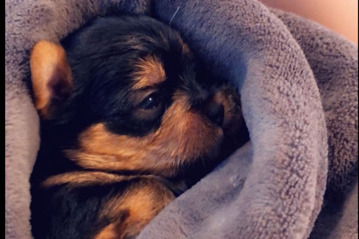 Yorkshire Terrier Puppies breeder image 2