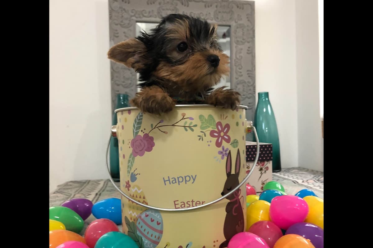 Yorkshire Terrier Puppies breeder image 3
