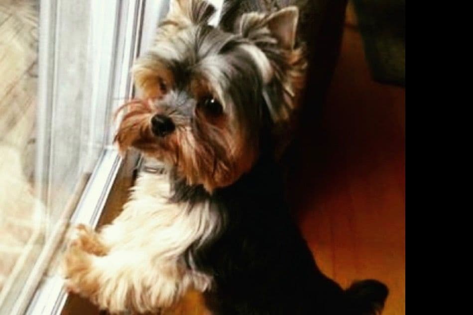 Yorkshire Terrier Puppies breeder image 4