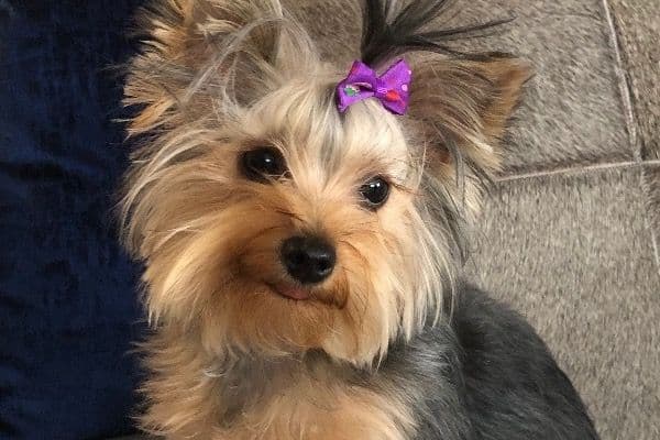 Yorkshire Terrier Puppies breeder image 1