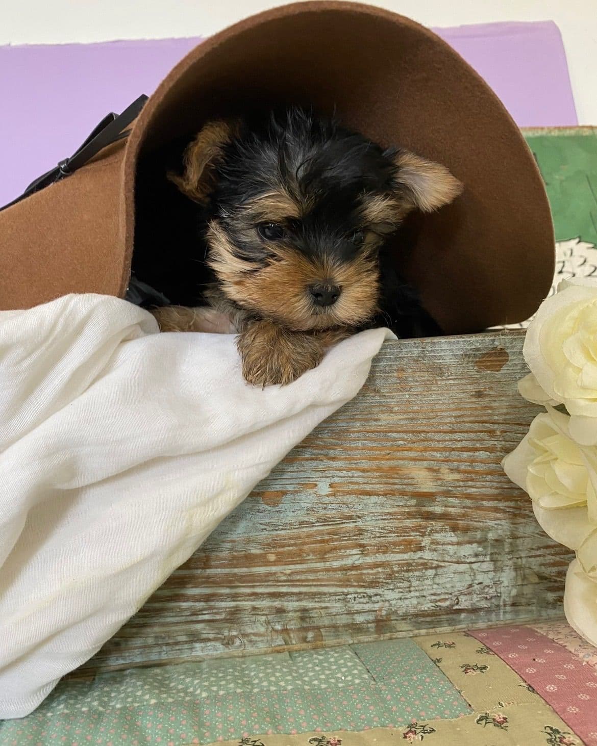 Yorkshire Terrier Puppies breeder image 5
