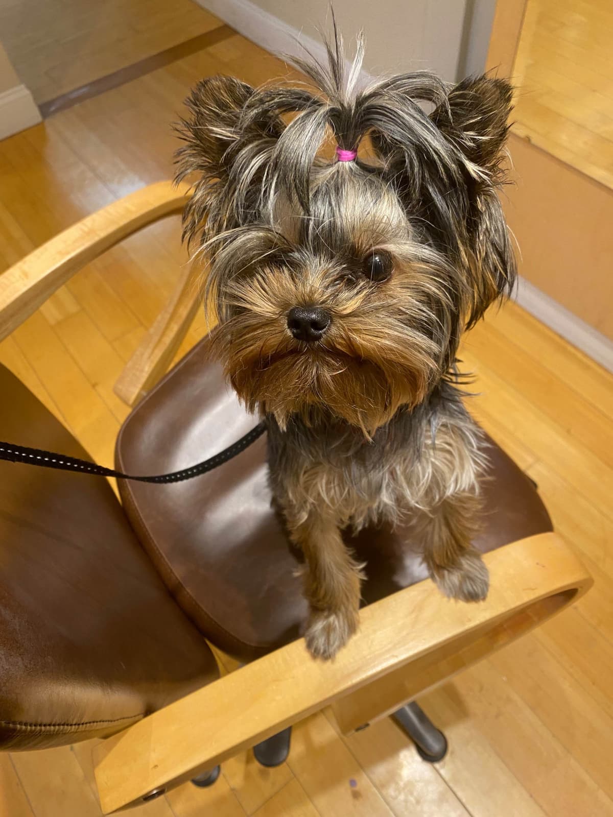 Yorkshire Terrier Puppies breeder image 7