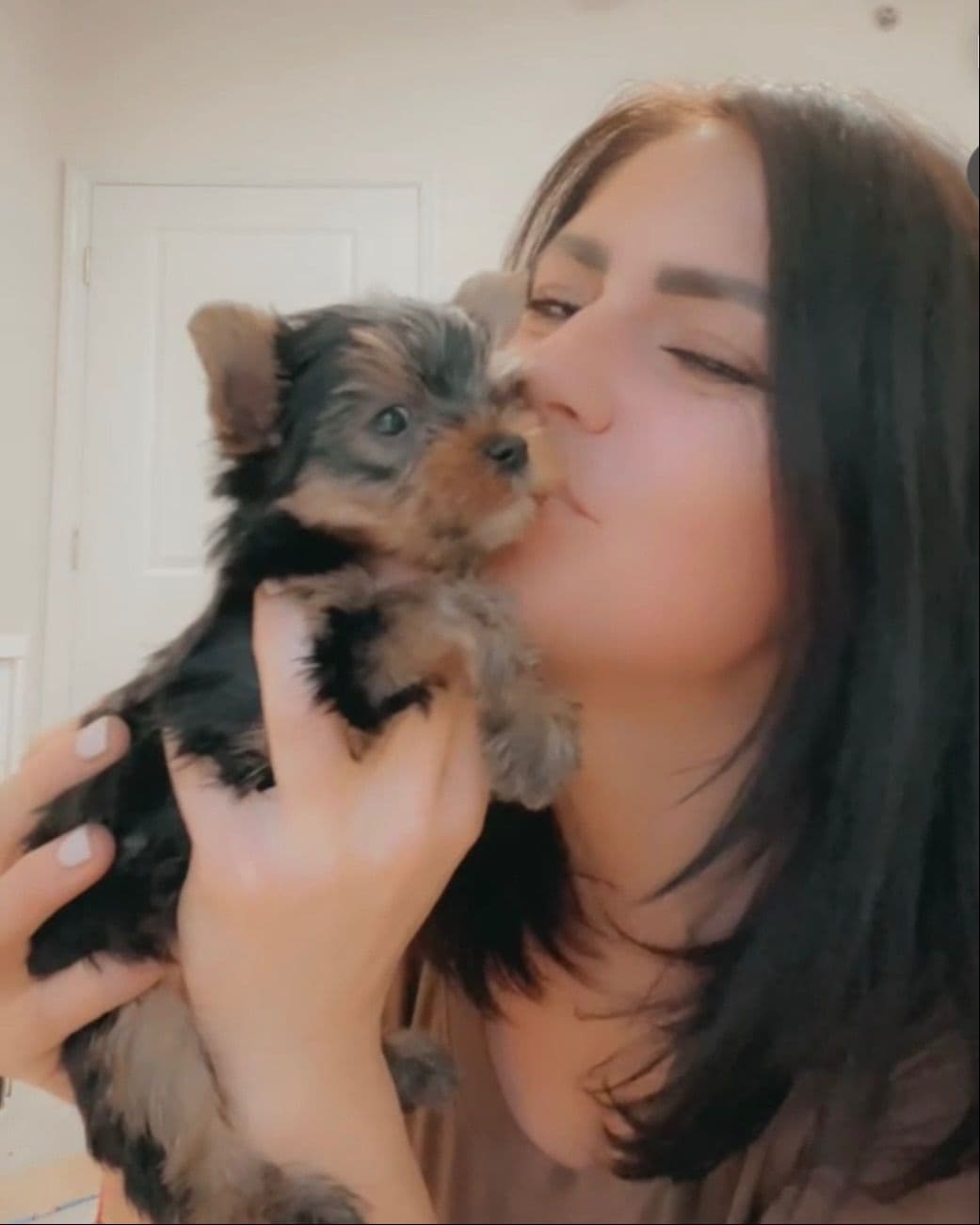Yorkshire Terrier Puppies breeder image 6