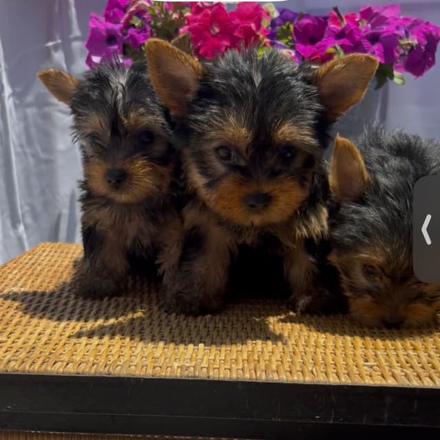 Yorkshire Terrier Puppies media 2
