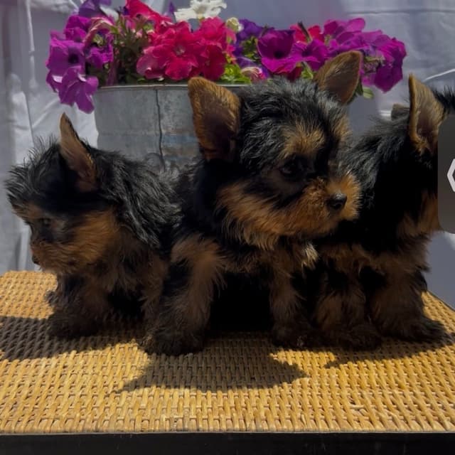 Yorkshire Terrier Puppies media 4
