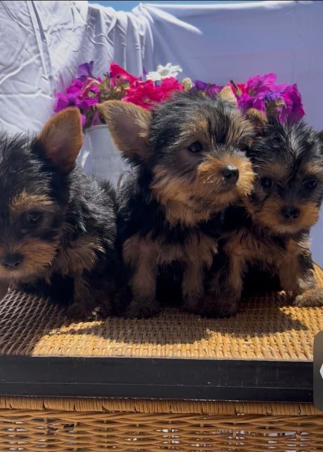 Yorkshire Terrier Puppies media 3