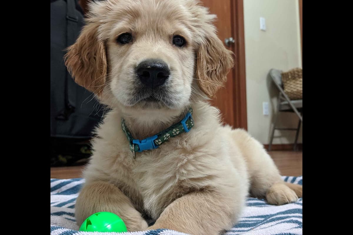Golden Retriever Puppies breeder image 2