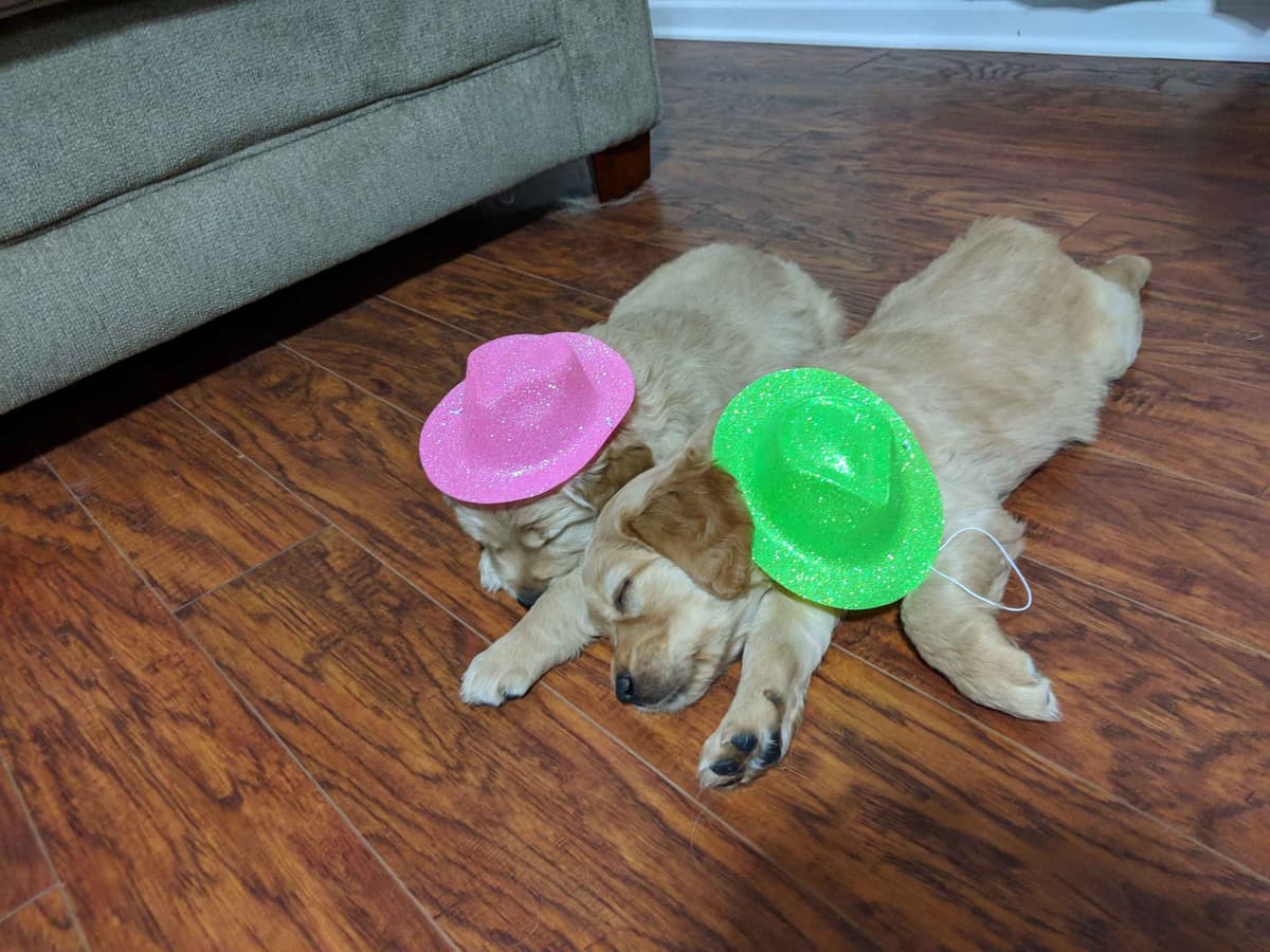 Golden Retriever Puppies breeder image 4