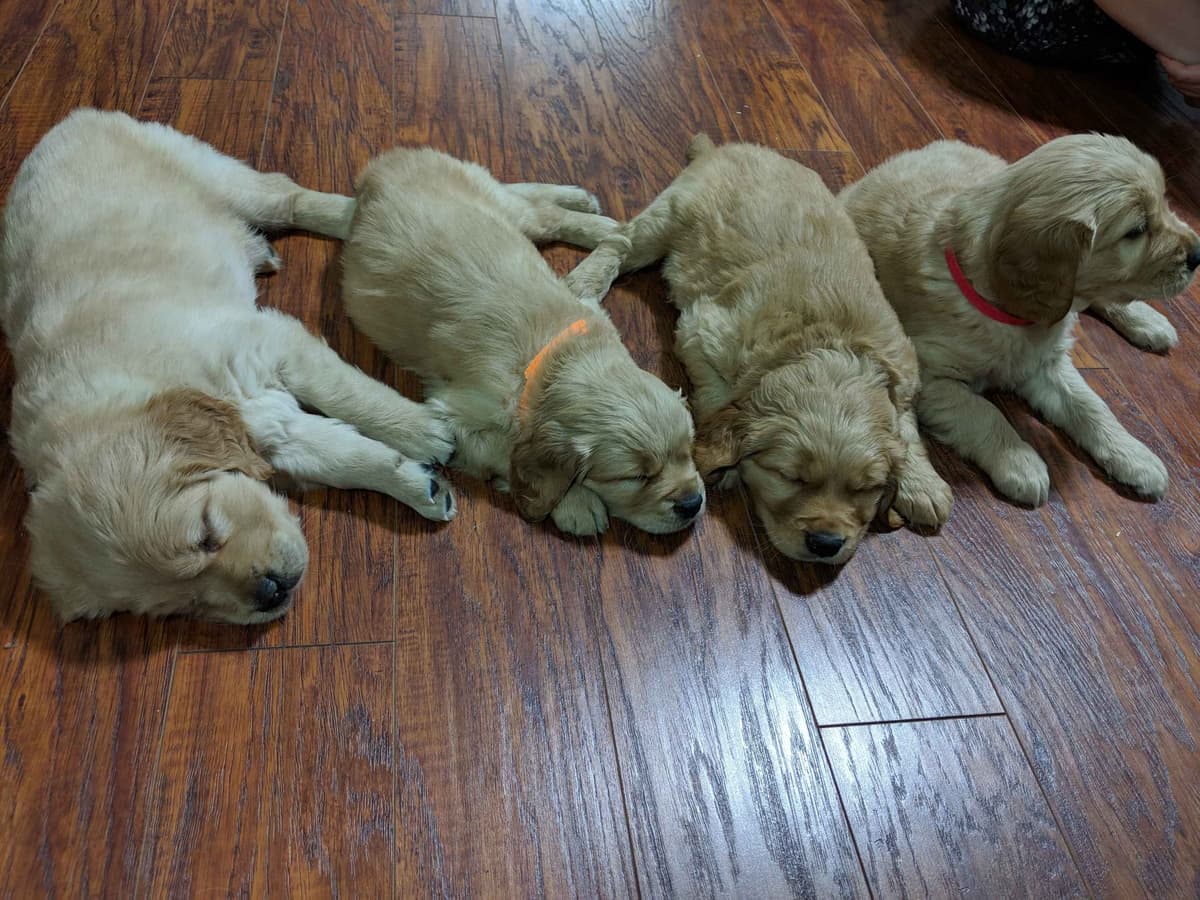 Golden Retriever Puppies breeder image 3