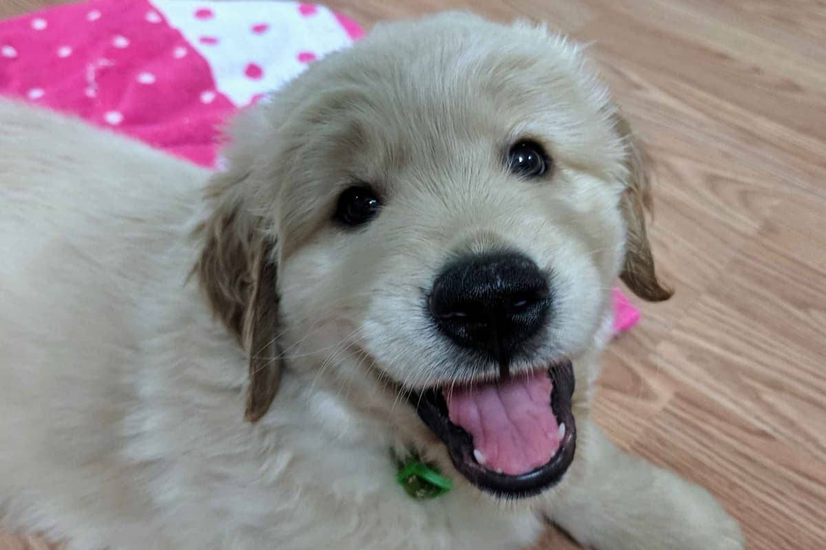 Golden Retriever Puppies breeder image 5