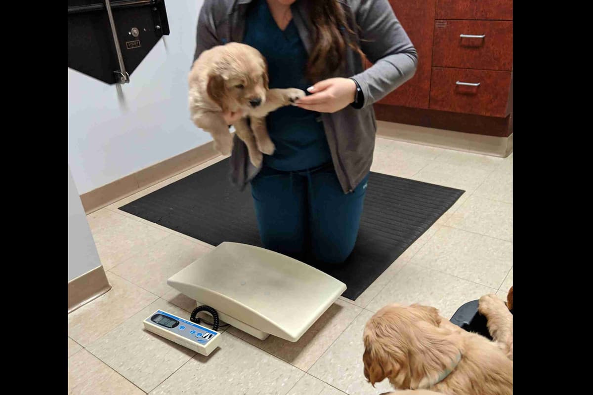 Golden Retriever Puppies breeder image 7