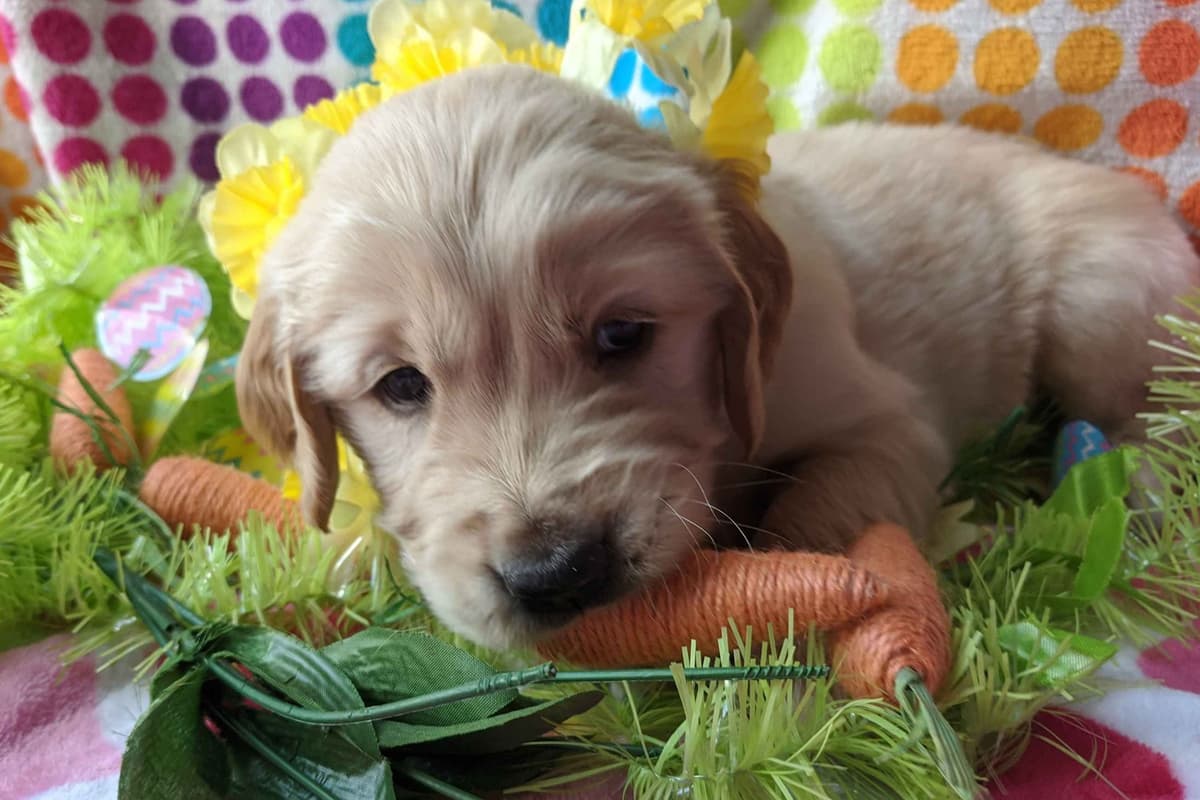 Golden Retriever Puppies breeder image 9