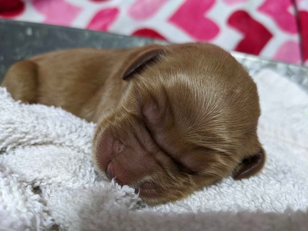 Golden Retriever Puppies breeder image 10