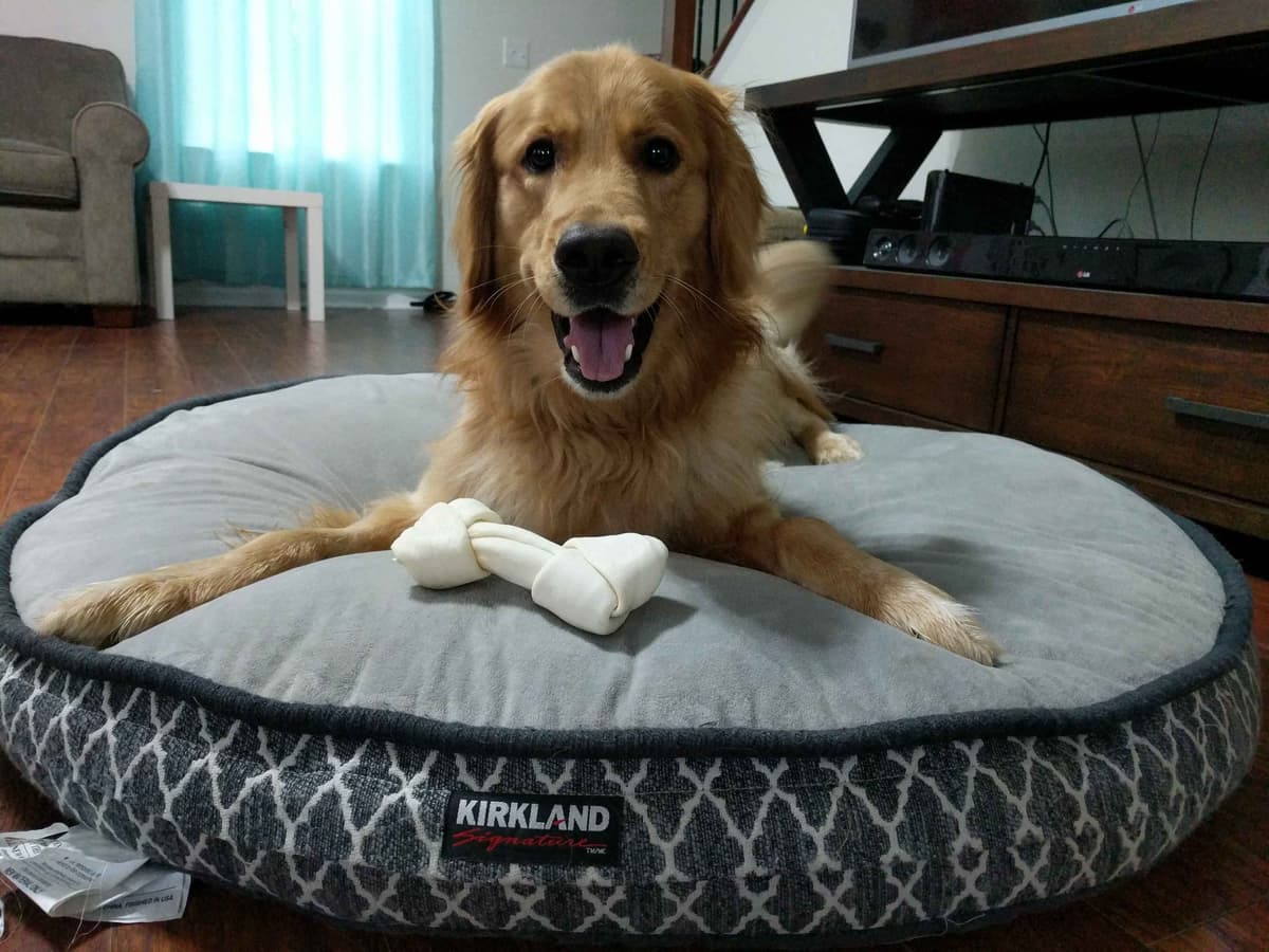 Golden Retriever Puppies breeder image 11