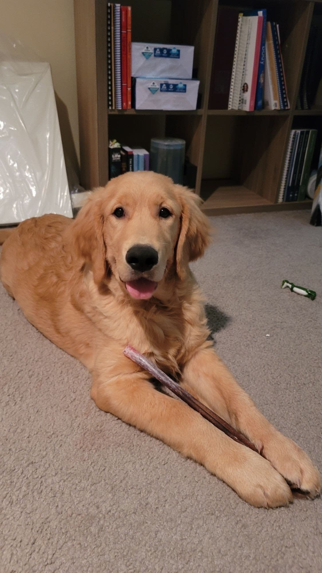 Golden Retriever Puppies breeder image 13
