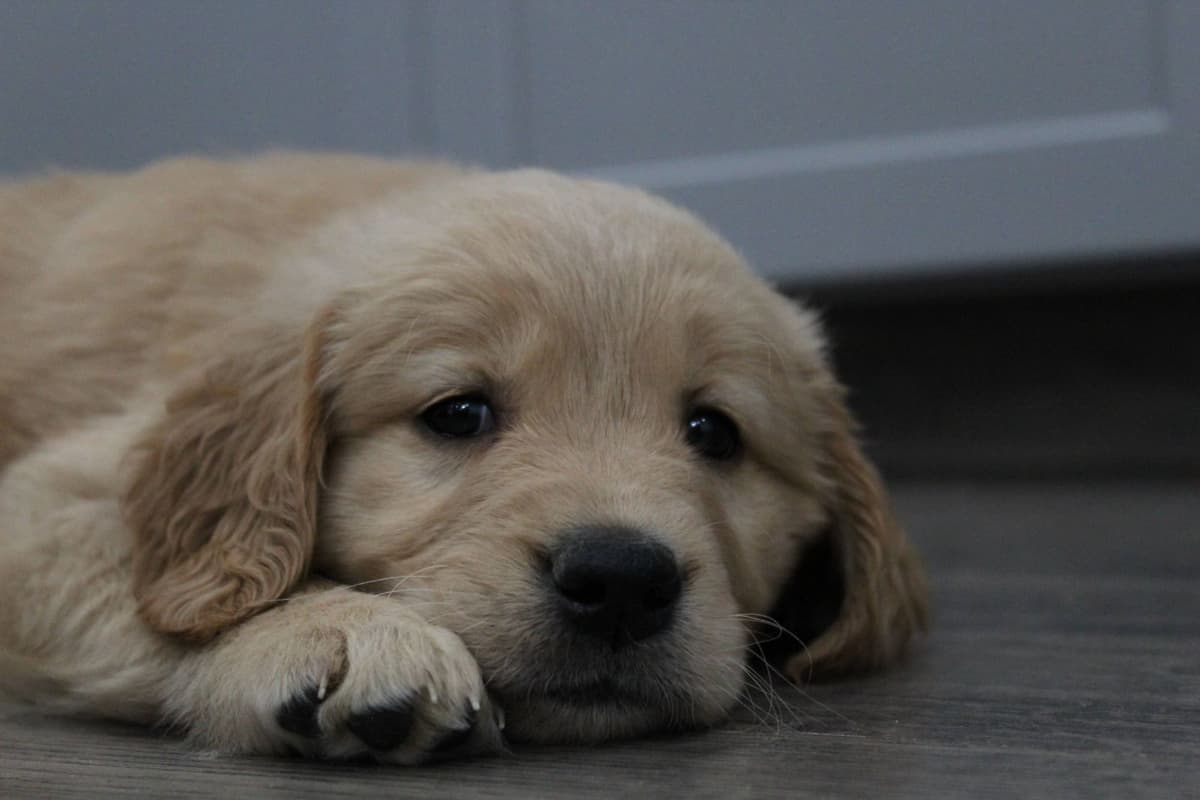 Golden Retriever Puppies breeder image 16