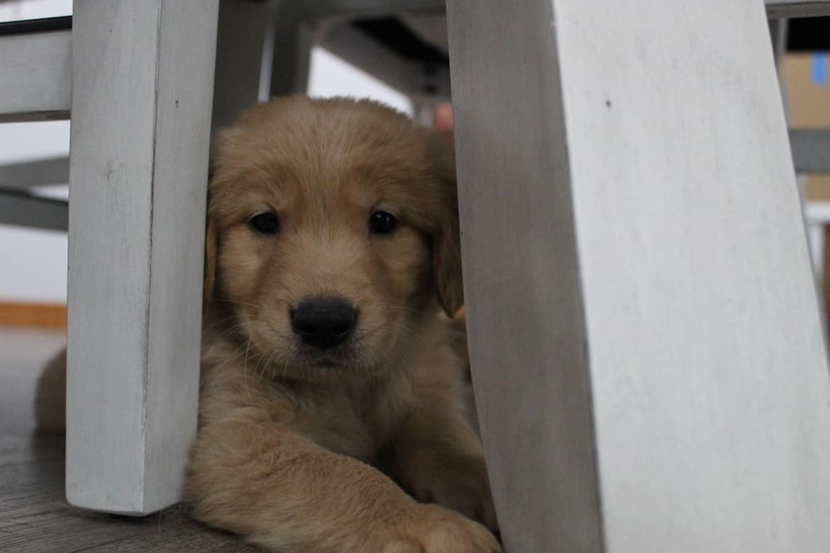 Golden Retriever Puppies breeder image 1