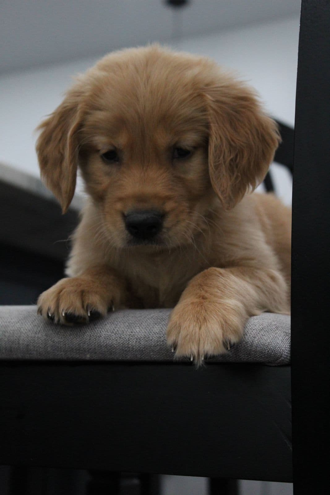 Golden Retriever Puppies breeder image 17