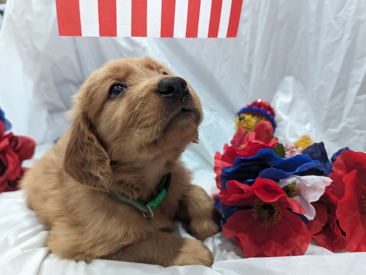 Golden Retriever Puppies breeder image 18