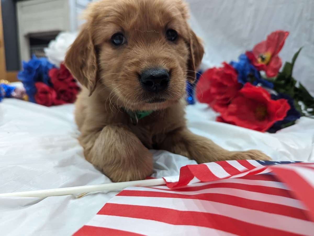 Golden Retriever Puppies breeder image 19