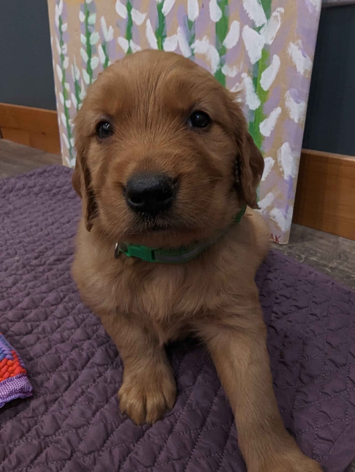 Golden Retriever Puppies breeder image 22