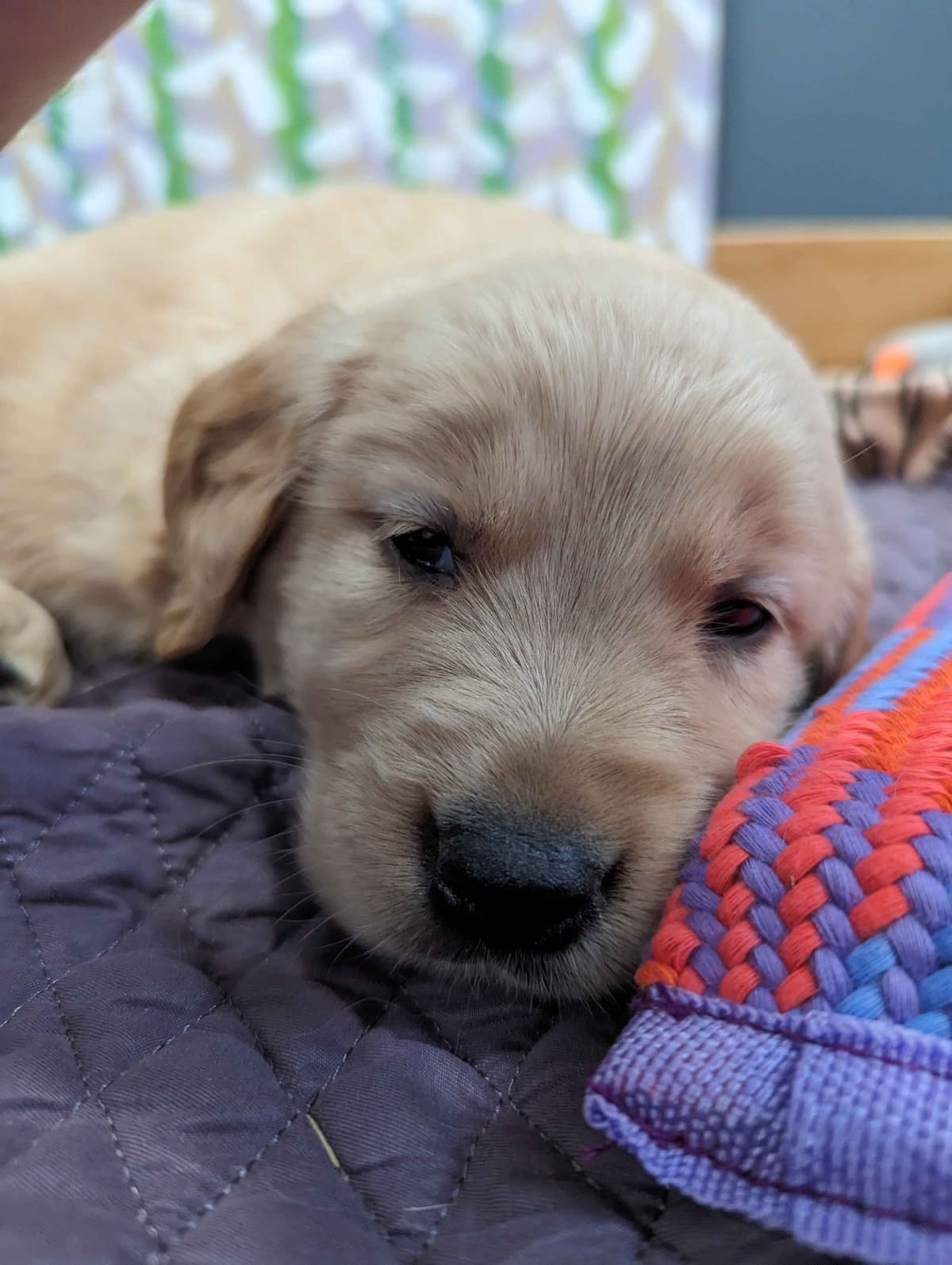 Golden Retriever Puppies breeder image 23