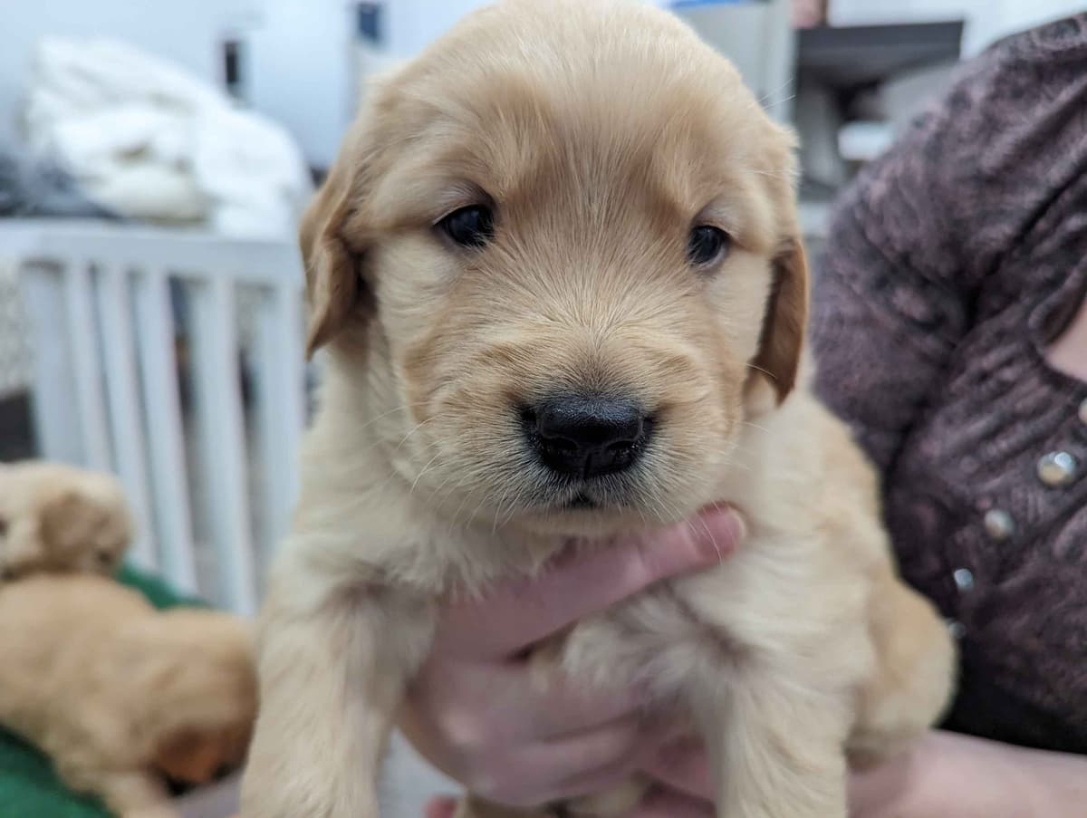 Golden Retriever Puppies breeder image 24