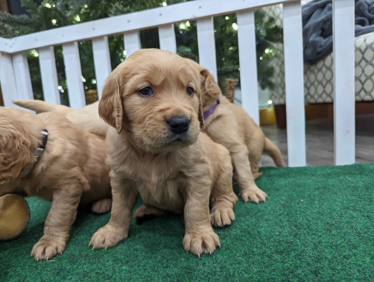 Golden Retriever Puppies breeder image 25