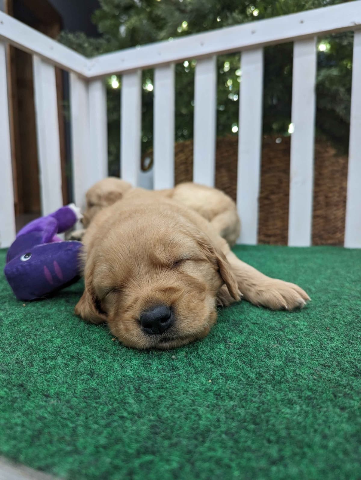 Golden Retriever Puppies breeder image 27