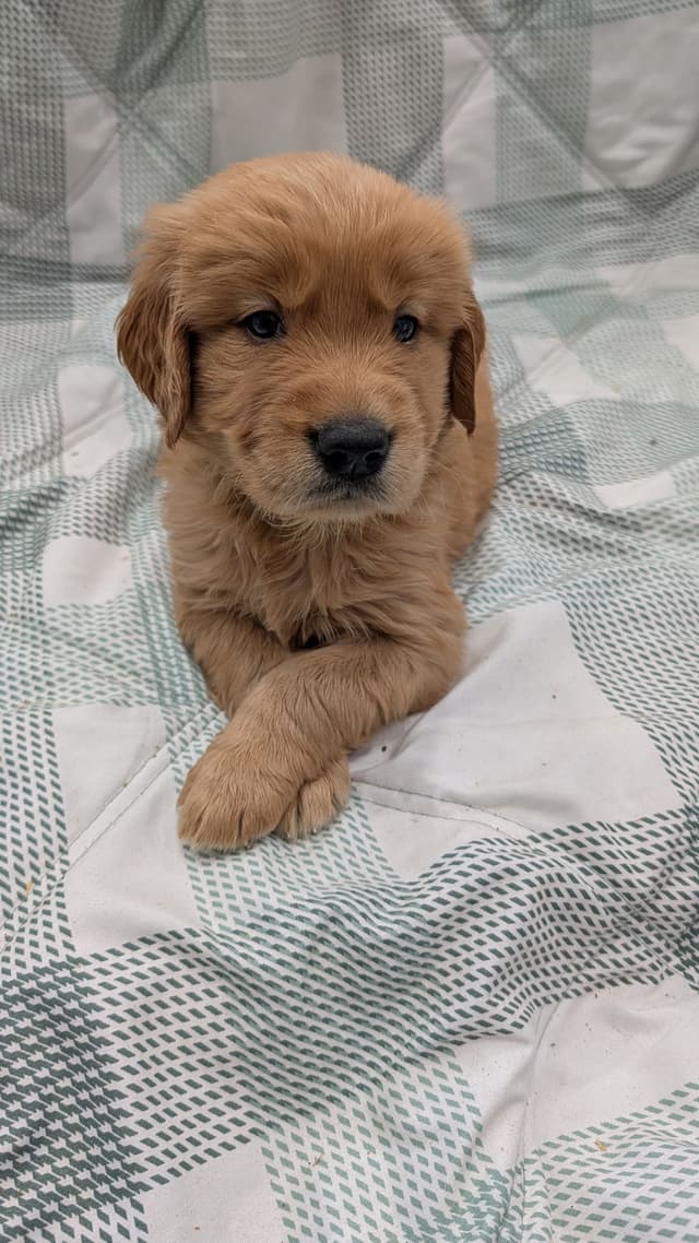 Golden Retriever Puppies media 2