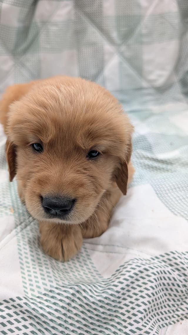Golden Retriever Puppies media 4