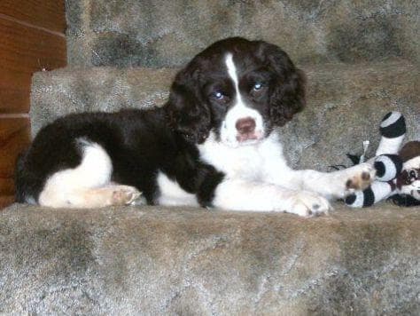English Springer Spaniel Puppies breeder image 2