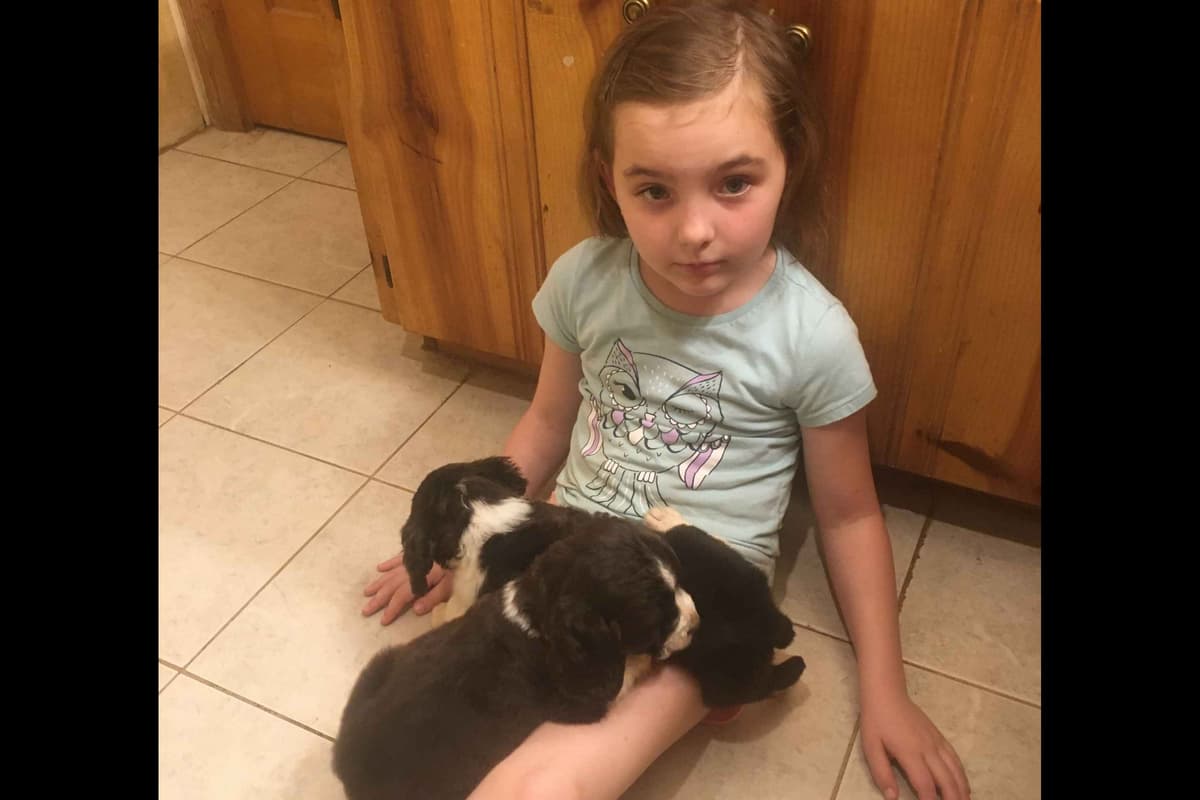 English Springer Spaniel Puppies breeder image 3