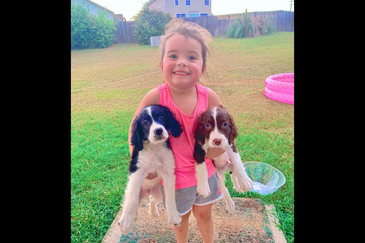 English Springer Spaniel Puppies breeder image 4