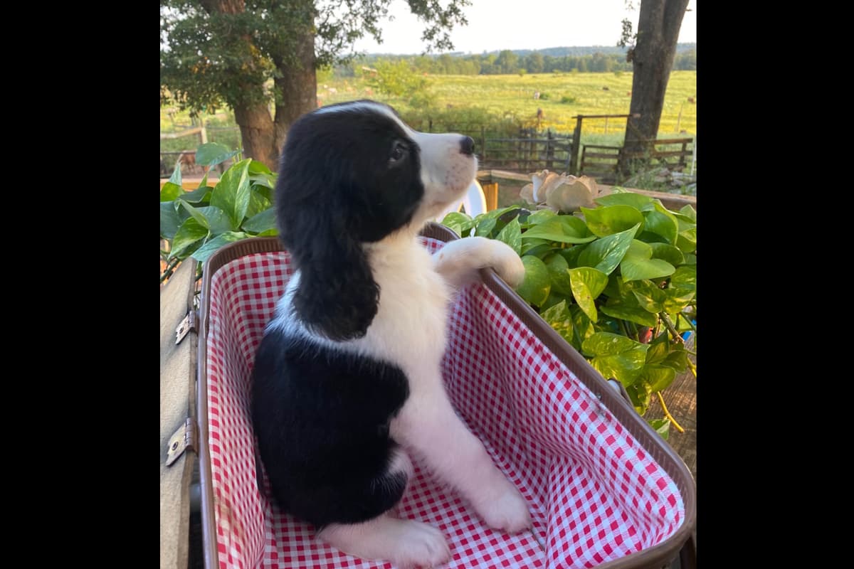 English Springer Spaniel Puppies breeder image 5