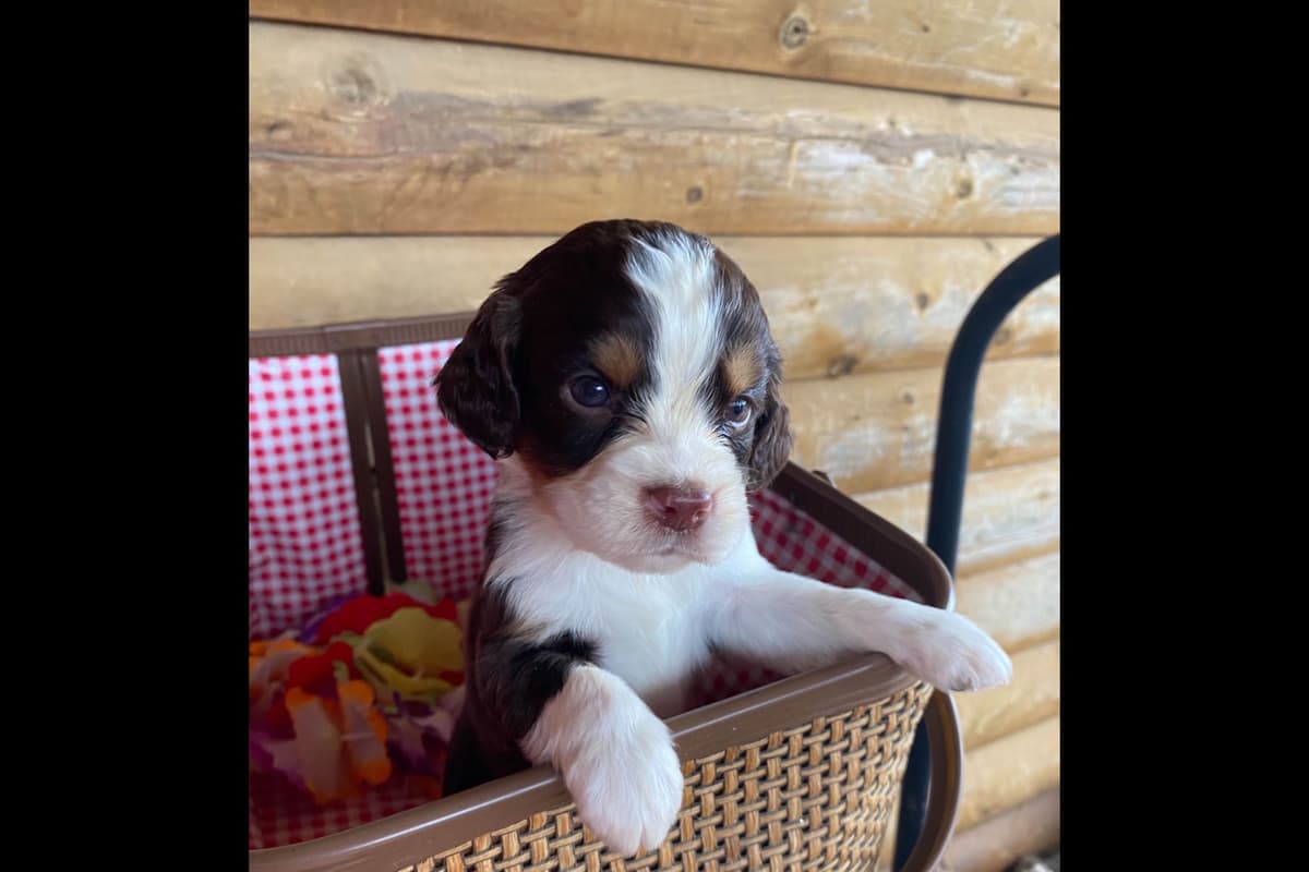 English Springer Spaniel Puppies breeder image 7