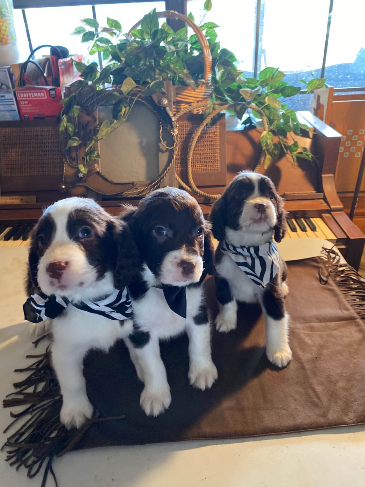 English Springer Spaniel Puppies breeder image 8