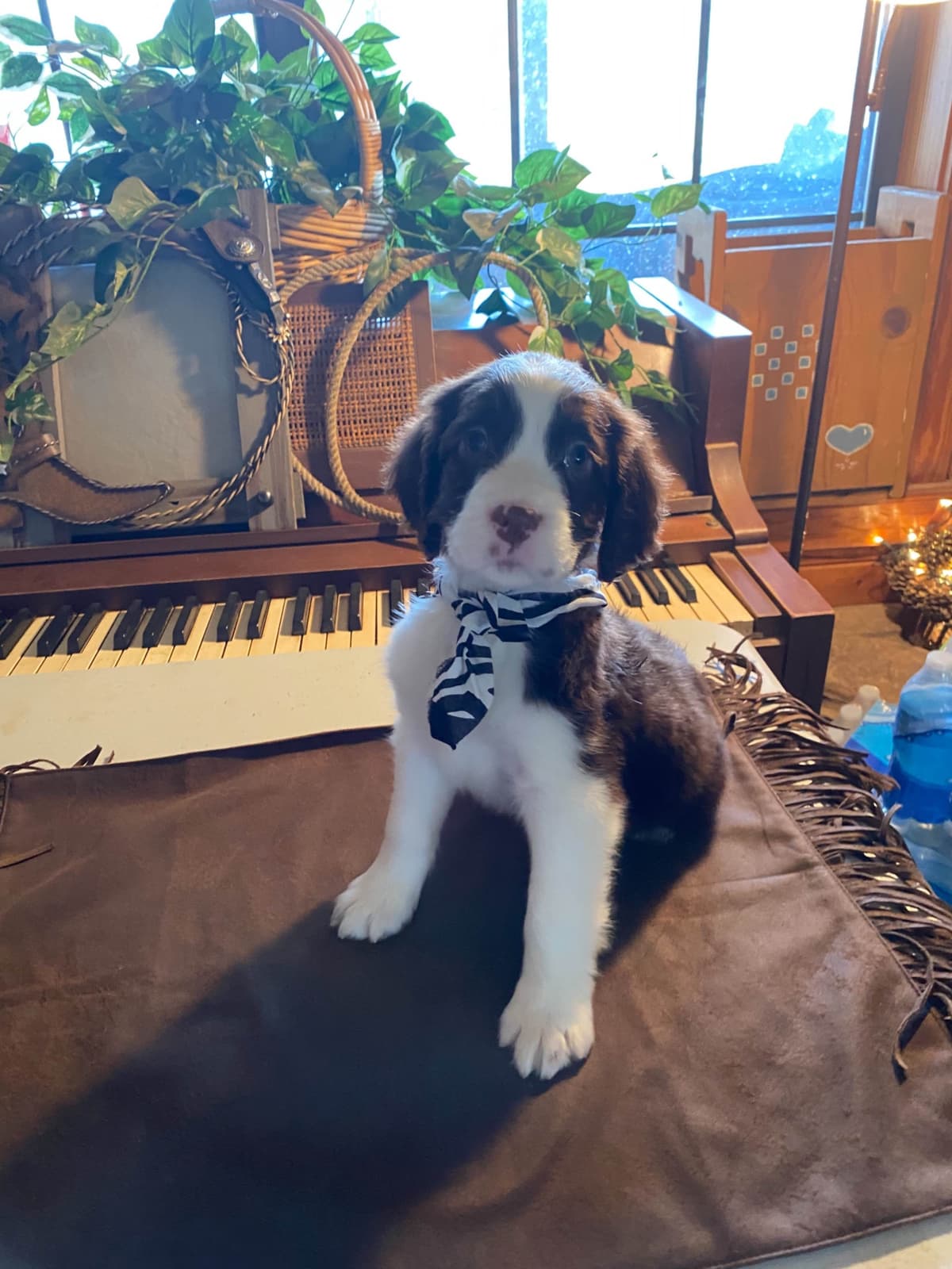 English Springer Spaniel Puppies breeder image 9