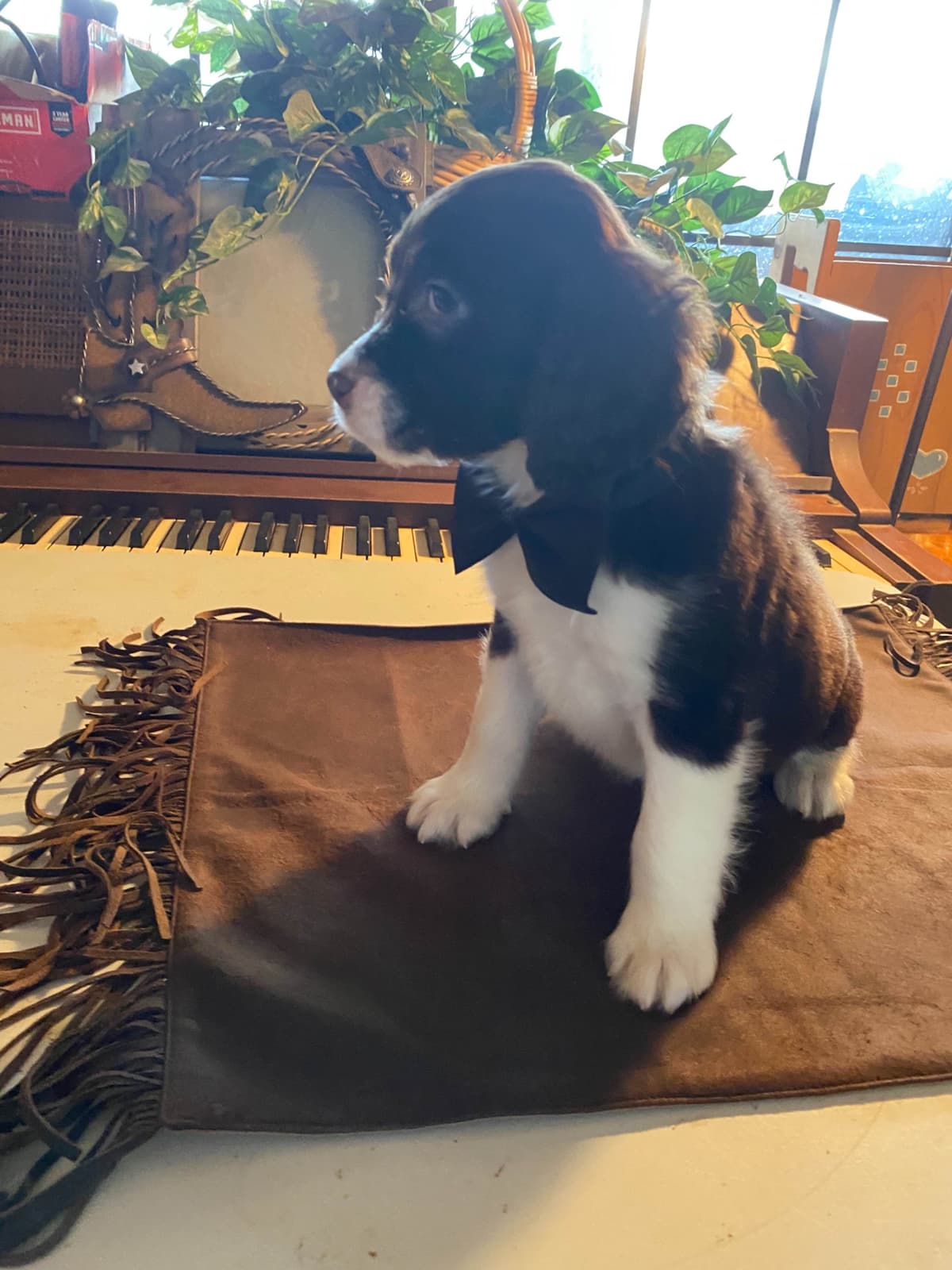 English Springer Spaniel Puppies breeder image 10