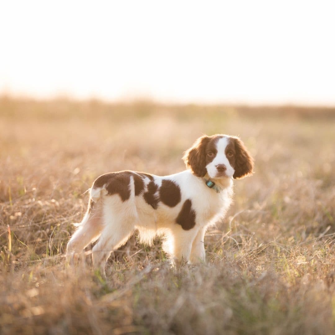 English Springer Spaniel Puppies breeder image 11