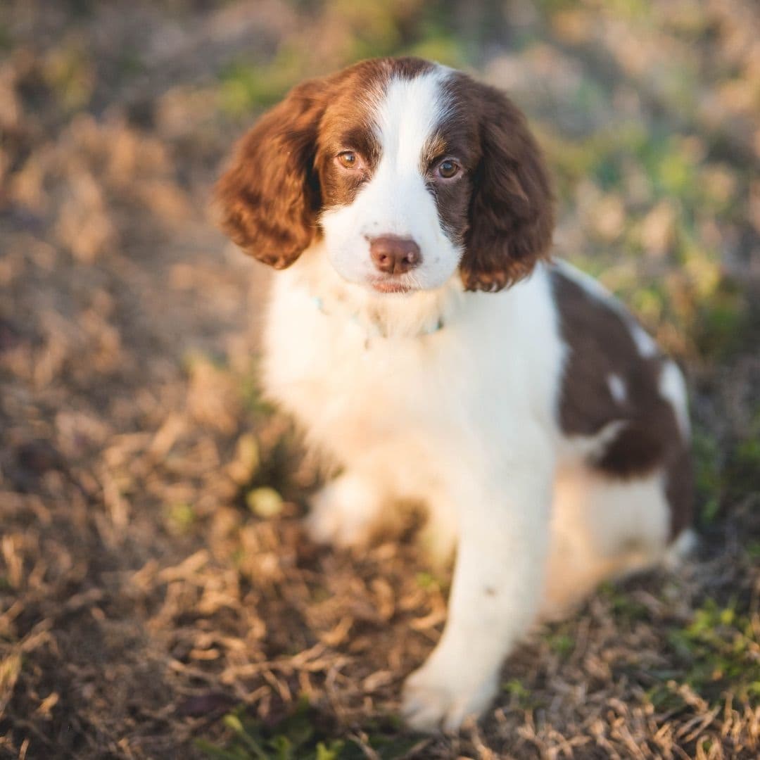 English Springer Spaniel Puppies breeder image 12