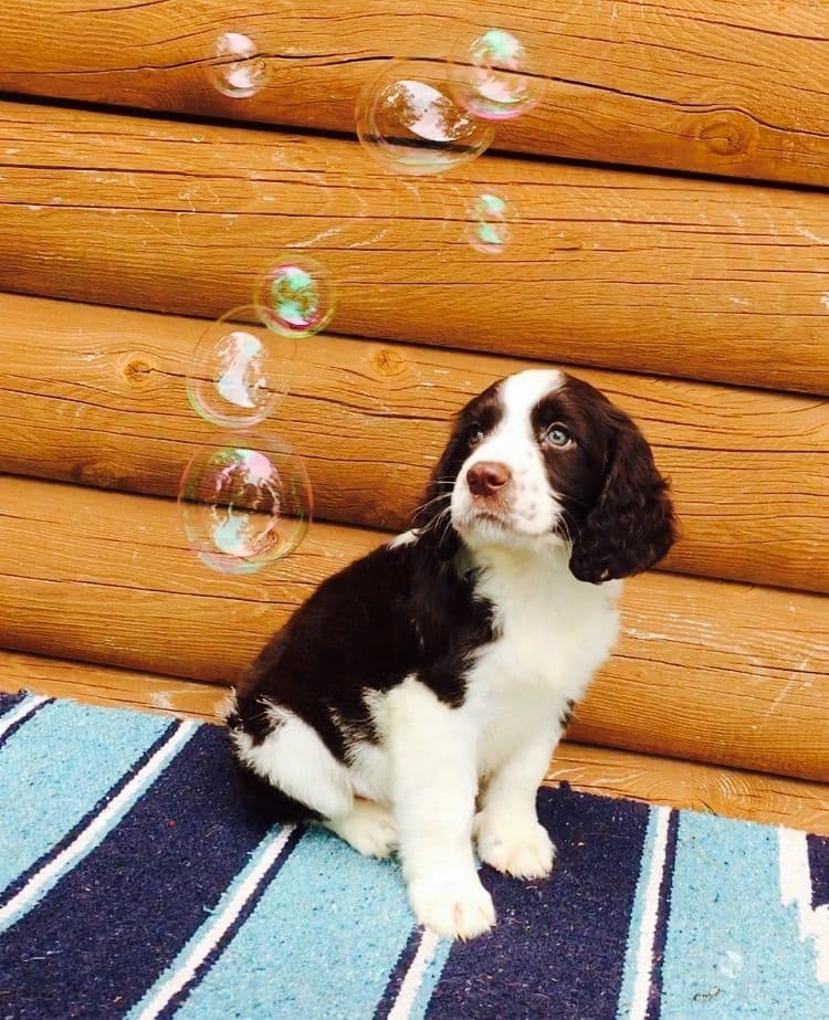 English Springer Spaniel Puppies breeder image 15