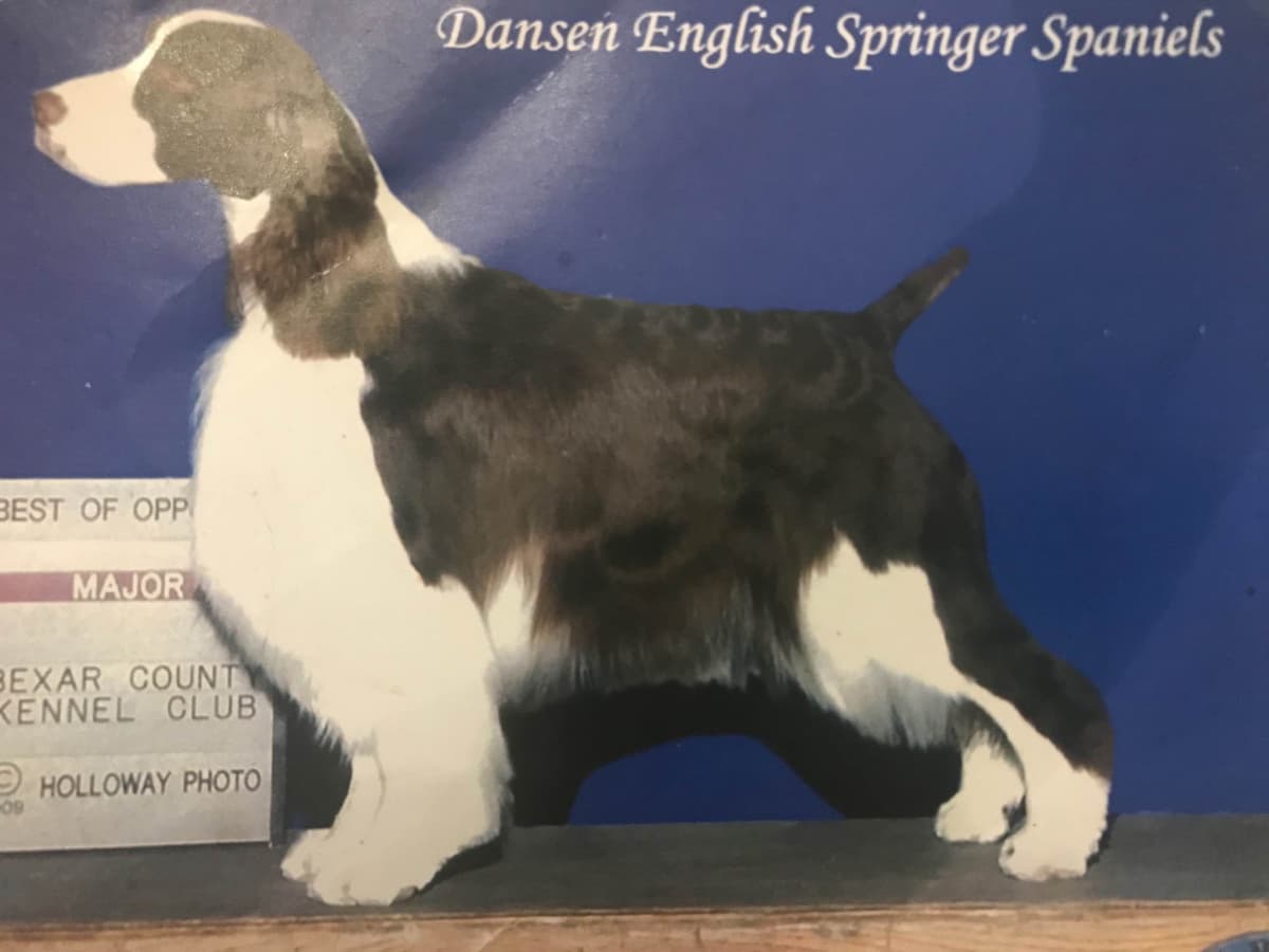 English Springer Spaniel Puppies breeder image 16