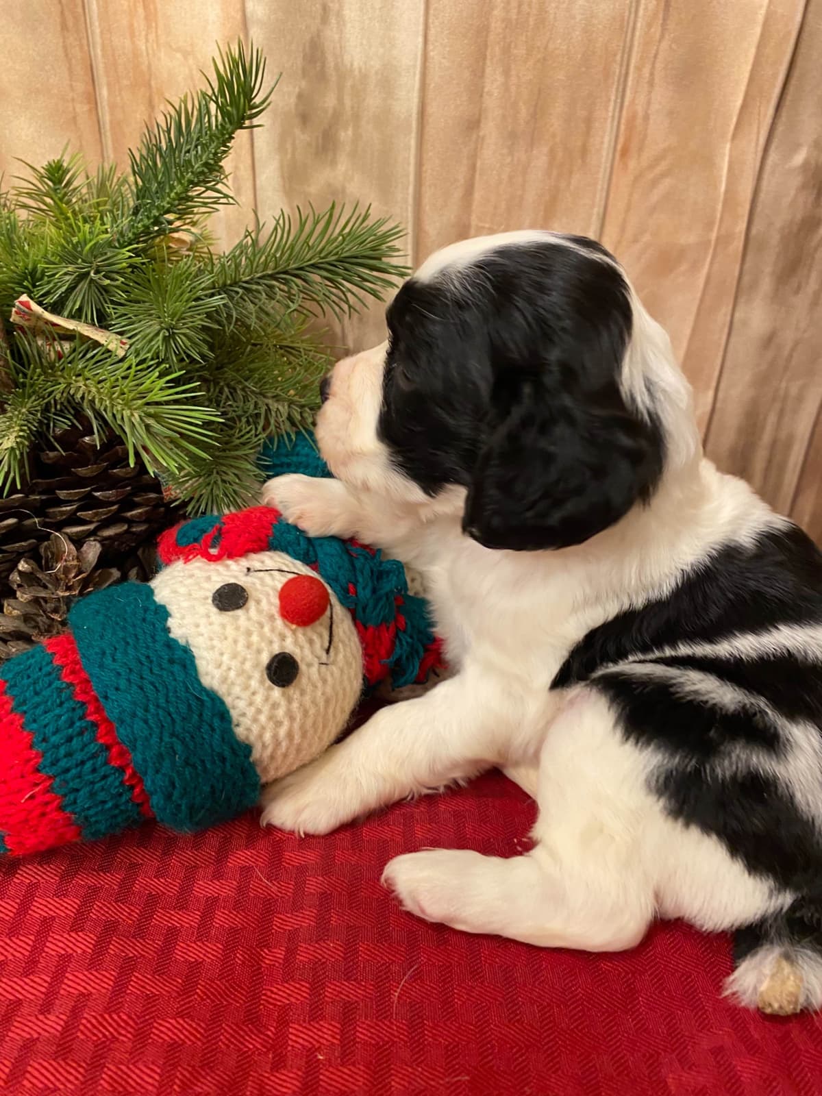 English Springer Spaniel Puppies breeder image 17