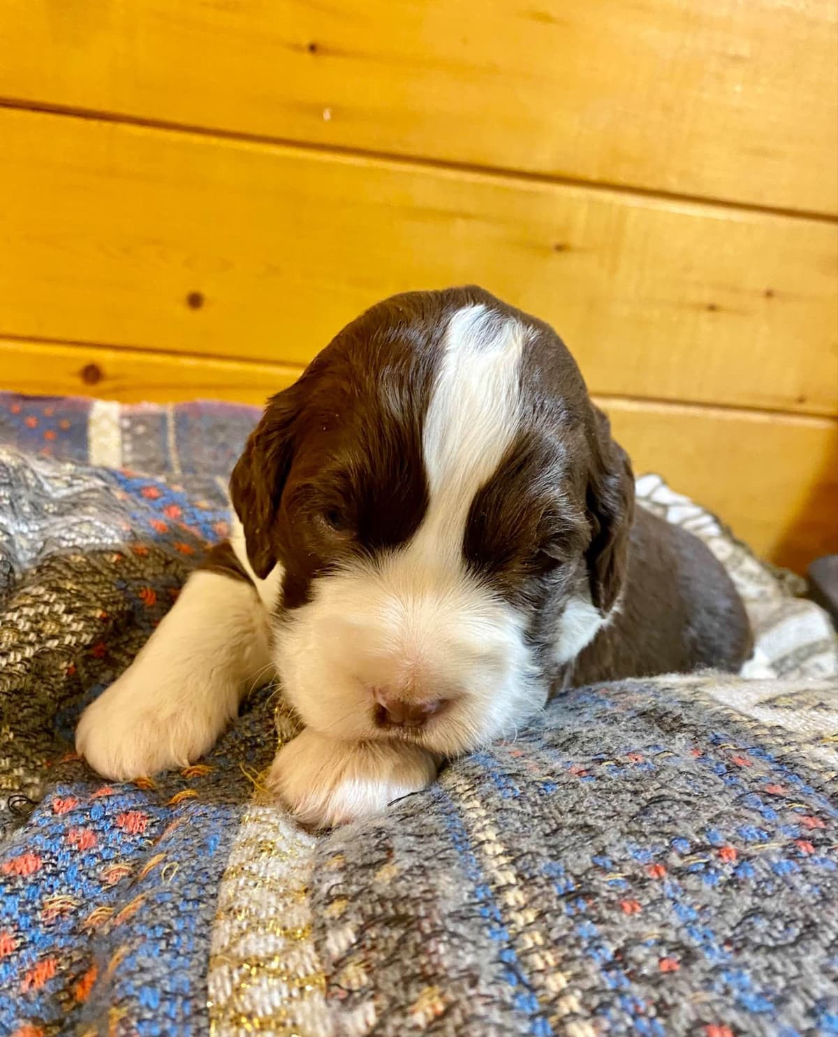 English Springer Spaniel Puppies breeder image 19