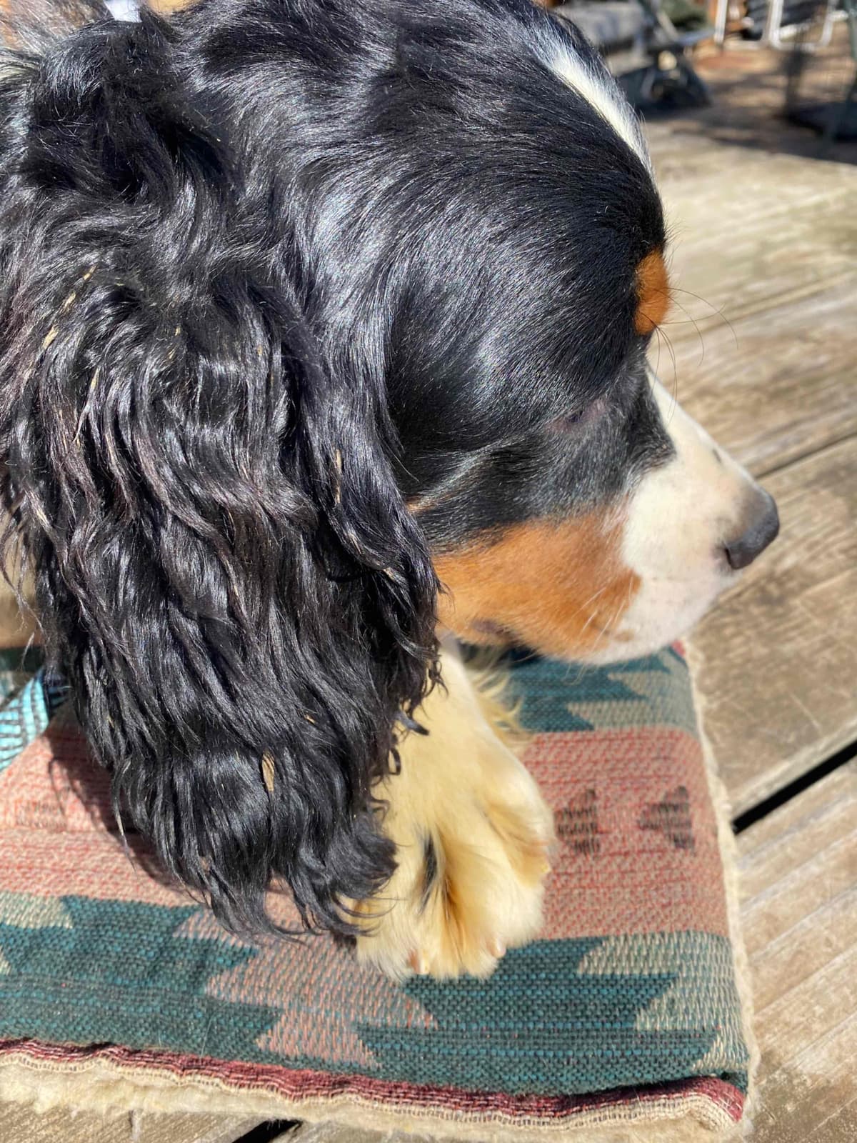 English Springer Spaniel Puppies breeder image 20