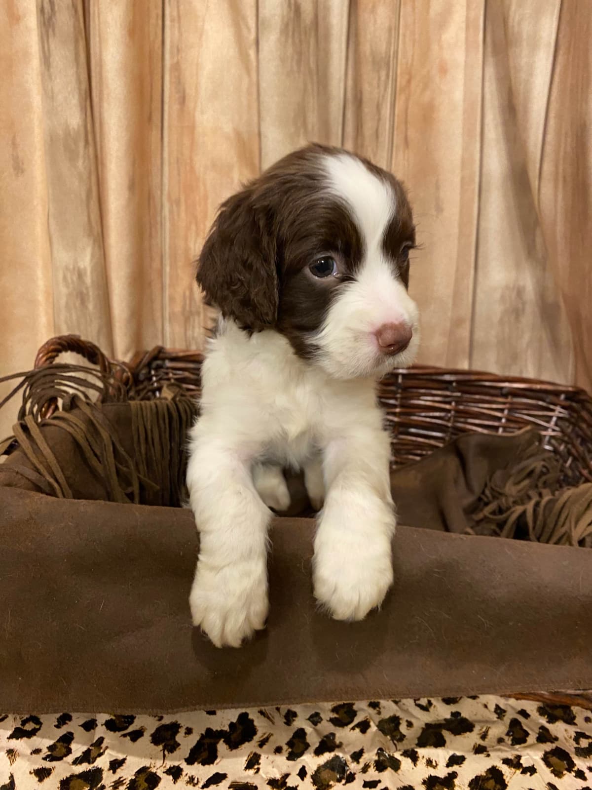 English Springer Spaniel Puppies breeder image 21