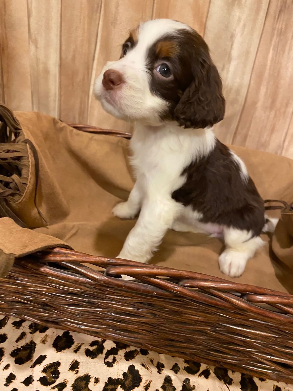 English Springer Spaniel Puppies breeder image 22
