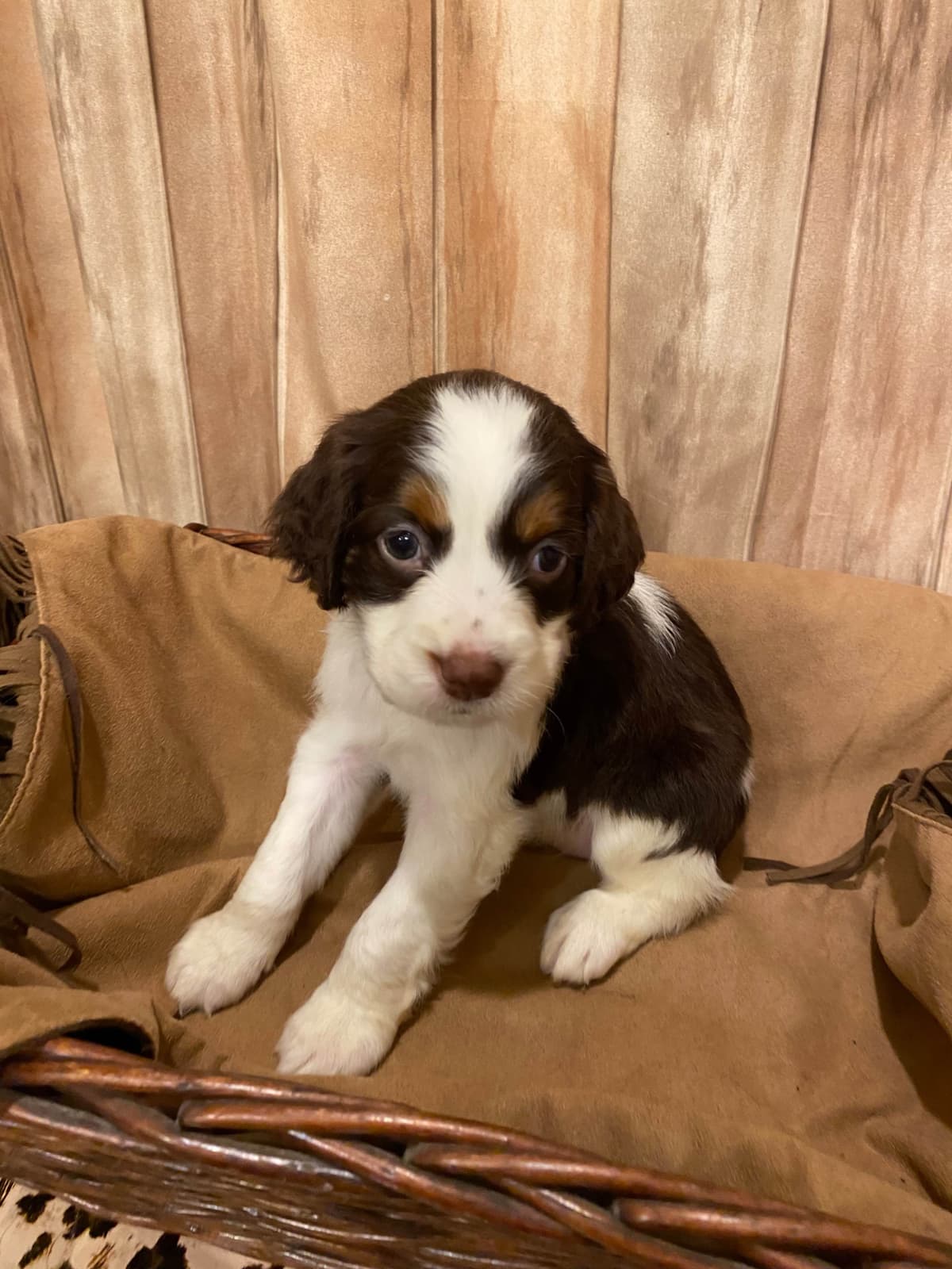 English Springer Spaniel Puppies breeder image 23